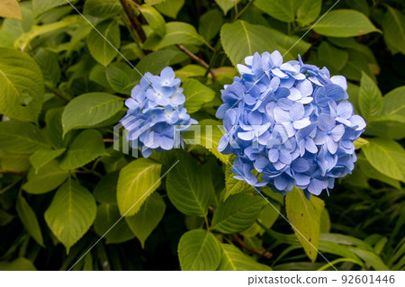 Blue hydrangea Blue hydrangea 92601446