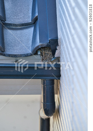 Nested by sparrows 92601818