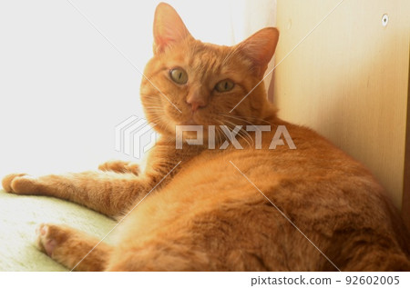 A tea tabby cat listening by a bright window 92602005