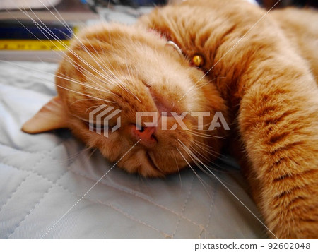 睡在人的羽絨被上的棕色貓 睡在人的羽絨被上的棕色貓 92602048