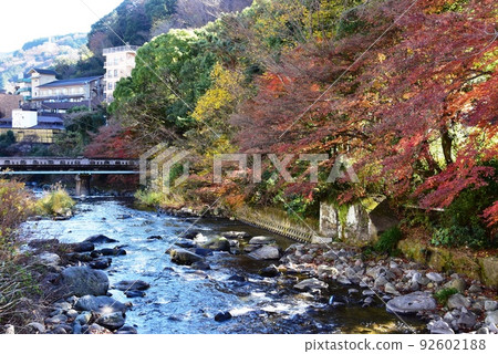 湯河原町千歲川、明亮的秋葉和住宿 湯河原町千歲川、明亮的秋葉和住宿 92602188