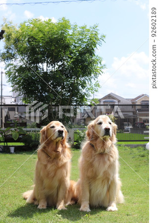 坐在同一個方向的好朋友狗 92602189