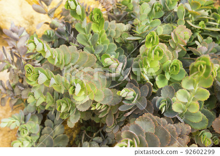 Lavender scallops or Bryophyllum fedtschenkoi plant in the garden. 92602299