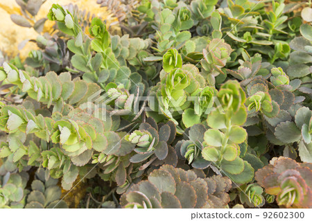 Lavender scallops or Bryophyllum fedtschenkoi plant in the garden. Lavender scallops or Bryophyllum fedtschenkoi plant in the garden. 92602300