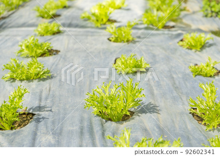 Young green Mizuna growth in hydroponics system. Young green Mizuna growth in hydroponics system. 92602341
