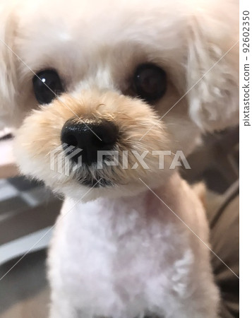 Chiwapu等待食物 Chiwapu等待食物 92602350