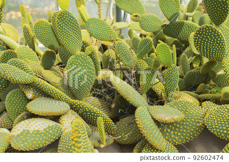 Blind Prickly Pear Cactus or Opuntia rufida in the botanical garden. Blind Prickly Pear Cactus or Opuntia rufida in the botanical garden. 92602474