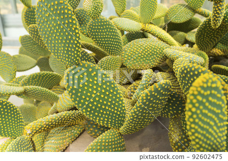 Blind Prickly Pear Cactus or Opuntia rufida in the botanical garden. 92602475