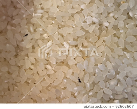 iPhone拍攝。水稻上的昆蟲。玉米象鼻蟲 iPhone拍攝。水稻上的昆蟲。玉米象鼻蟲 92602607