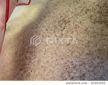 iPhone拍攝。水稻上的昆蟲。玉米象鼻蟲 92602608