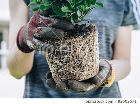 Cropped shot of gardener holding a plant with root bound for repotting. Repotting refreshes the nutrients in the soil. Cropped shot of gardener holding a plant with root bound for repotting. Repotting refreshes the nutrients in the soil. 92602671