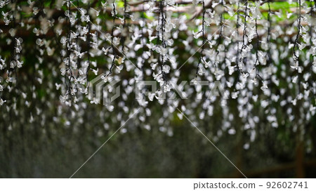 白富士隧道/淡季 白富士隧道/淡季 92602741