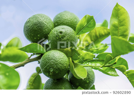 Kabosu Kabosu 92602890