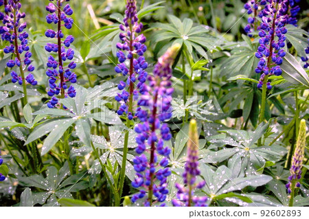 Lupine, an exotic species that blooms in Oku-Nikko Lupine, an exotic species that blooms in Oku-Nikko 92602893