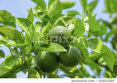 Kabosu Kabosu 92602894