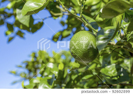 Kabosu Kabosu 92602899