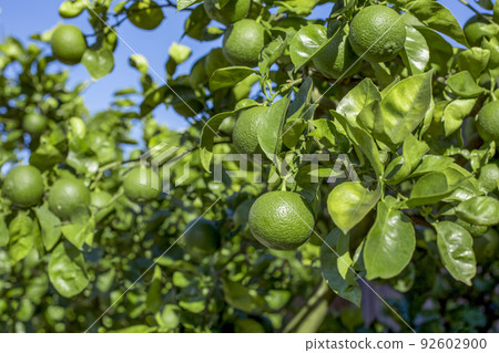 洛斯卡沃斯 洛斯卡沃斯 92602900