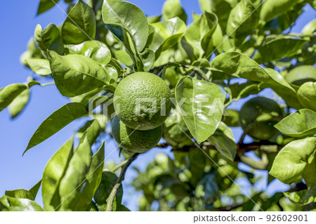 洛斯卡沃斯 洛斯卡沃斯 92602901