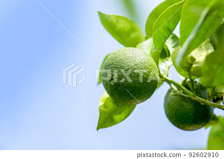 Kabosu Kabosu 92602910