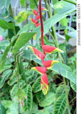室內植物Heliconia Rostrata熱帶植物 92603274