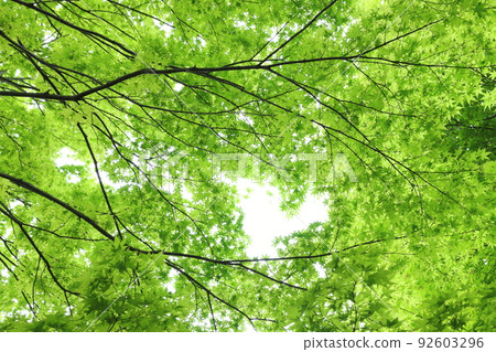 新鮮的綠色的楓樹 新鮮的綠色的楓樹 92603296