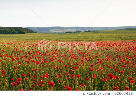 A field of blooming wild poppies in summer in the Crimea. Front view. 92603438
