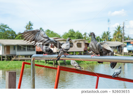 Flock of pigeons flying over the river 92603655