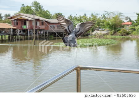 Flock of pigeons flying over the river 92603656