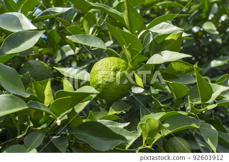 Yuzu Orchard - Stock Photo [92603912] - PIXTA