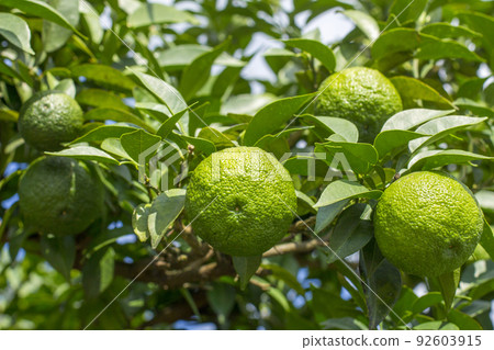 Yuzu Orchard - Stock Photo [92603915] - PIXTA