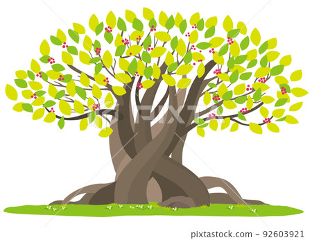 Vector illustration of a large banyan tree 92603921