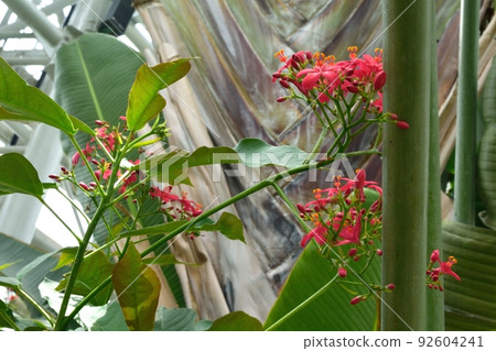 熱帶植物Muntingia calabusa深粉紅色的花朵 92604241