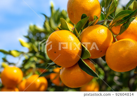 Orange garden Orange garden 92604814