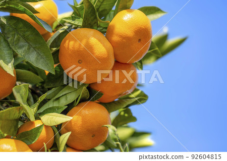 Orange garden 92604815
