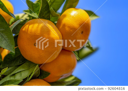 Orange garden Orange garden 92604816