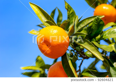 Orange garden 92604821