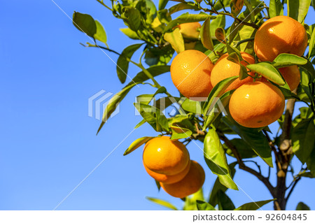 Orange garden 92604845