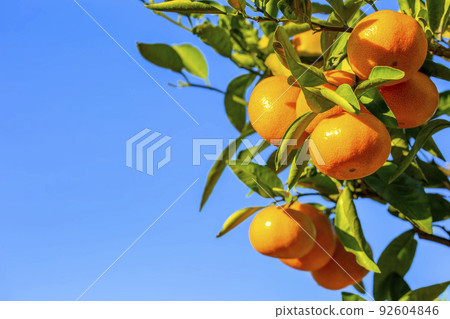 橙色的花園 92604846