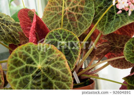 Rhizomatous Begonia Goegoensis Rhizomatous Begonia Goegoensis 92604891