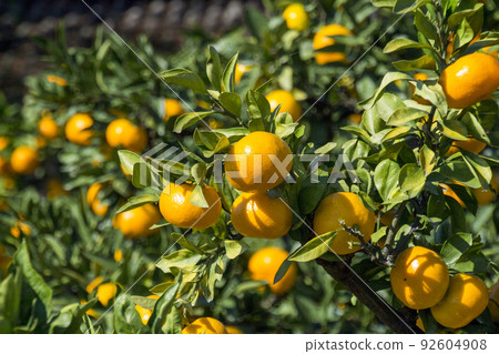 Orange garden 92604908