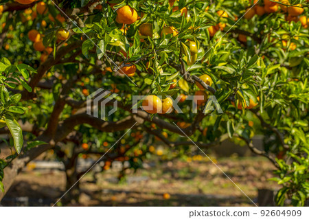 橙色的花園 92604909