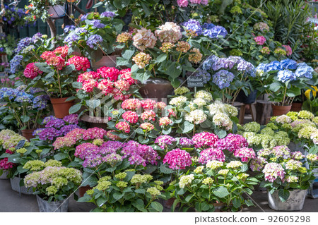 Hydrangea sold at a flower shop in Paris (Paris, France) 92605298