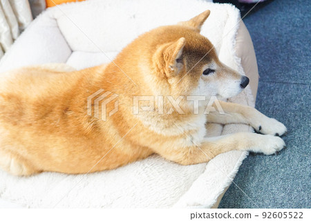 Shiba Inu relaxing indoors 92605522