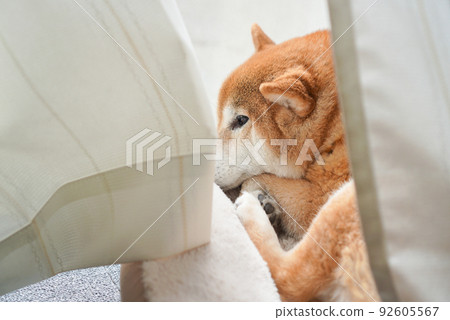 Shiba Inu relaxing indoors 92605567