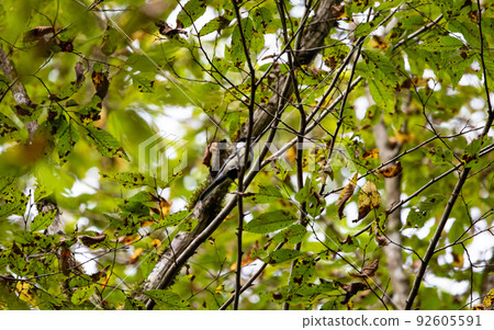 EOS5D. Hiroshima Shobara, great tit that is difficult to shoot. 92605591