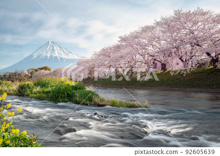 Mt. Fuji with sakura at Urui river in Springtime, Japan 92605639