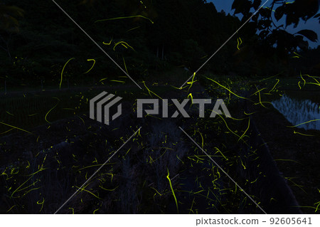 和歌山縣伊東區葛城町螢之光天野 92605641