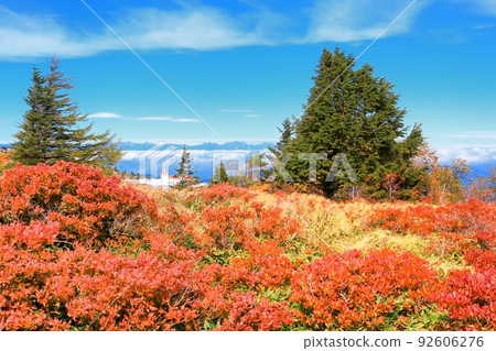 Utsukushigahara高原和日本杜鵑花的秋葉 Utsukushigahara高原和日本杜鵑花的秋葉 92606276