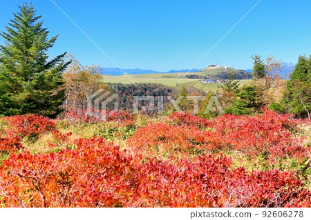 Autumn leaves of Utsukushigahara plateau and Japanese azalea 92606278