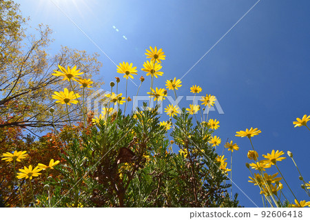 Euryops daisy blue sky background Euryops daisy blue sky background 92606418